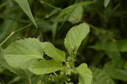 Image de Acalypha malabarica Müll. Arg.