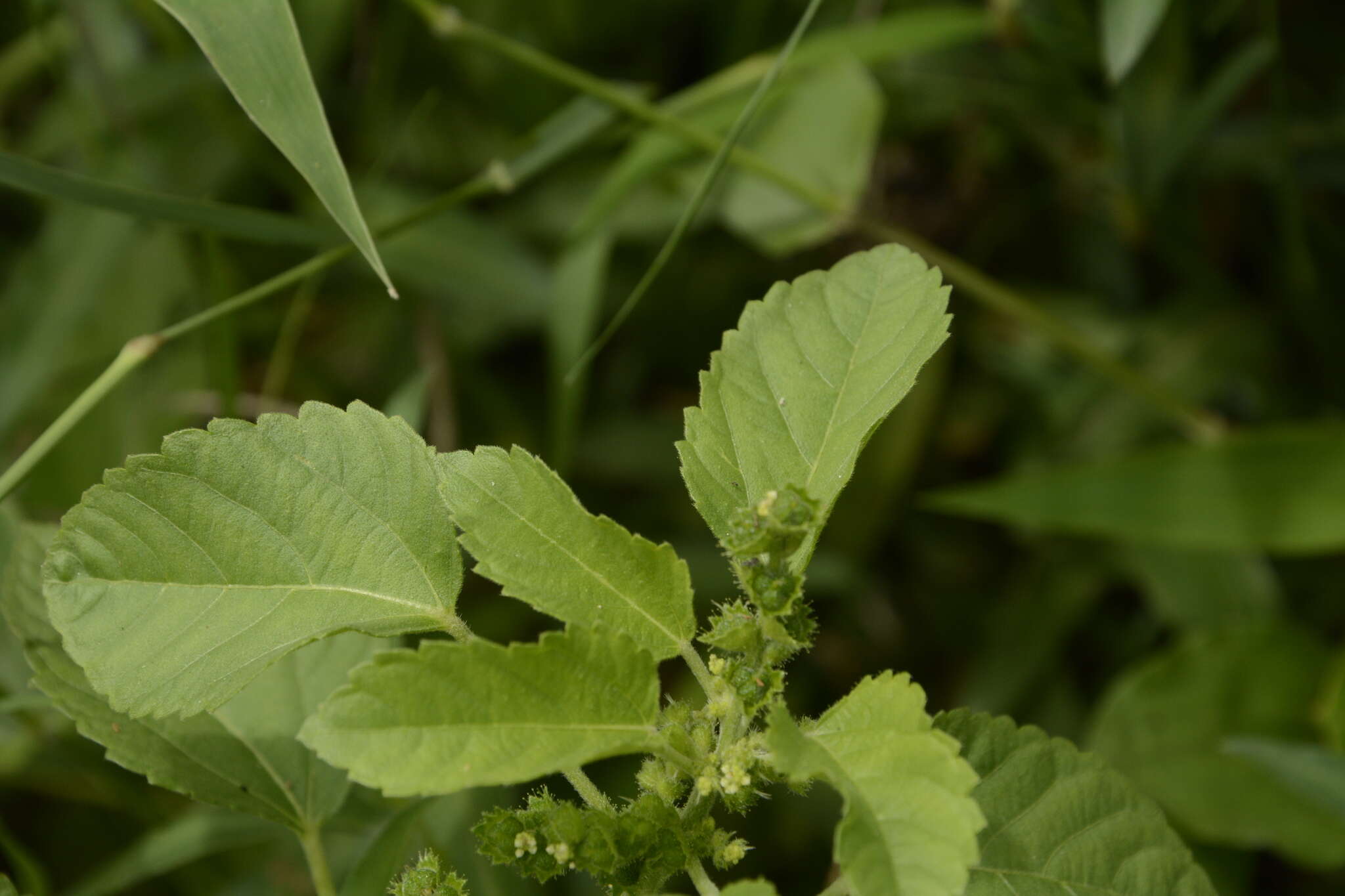 Image de Acalypha malabarica Müll. Arg.