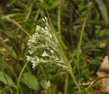 Image of lesser wood-rush