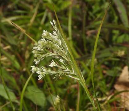 Image of Luzula nivea (L.) DC.