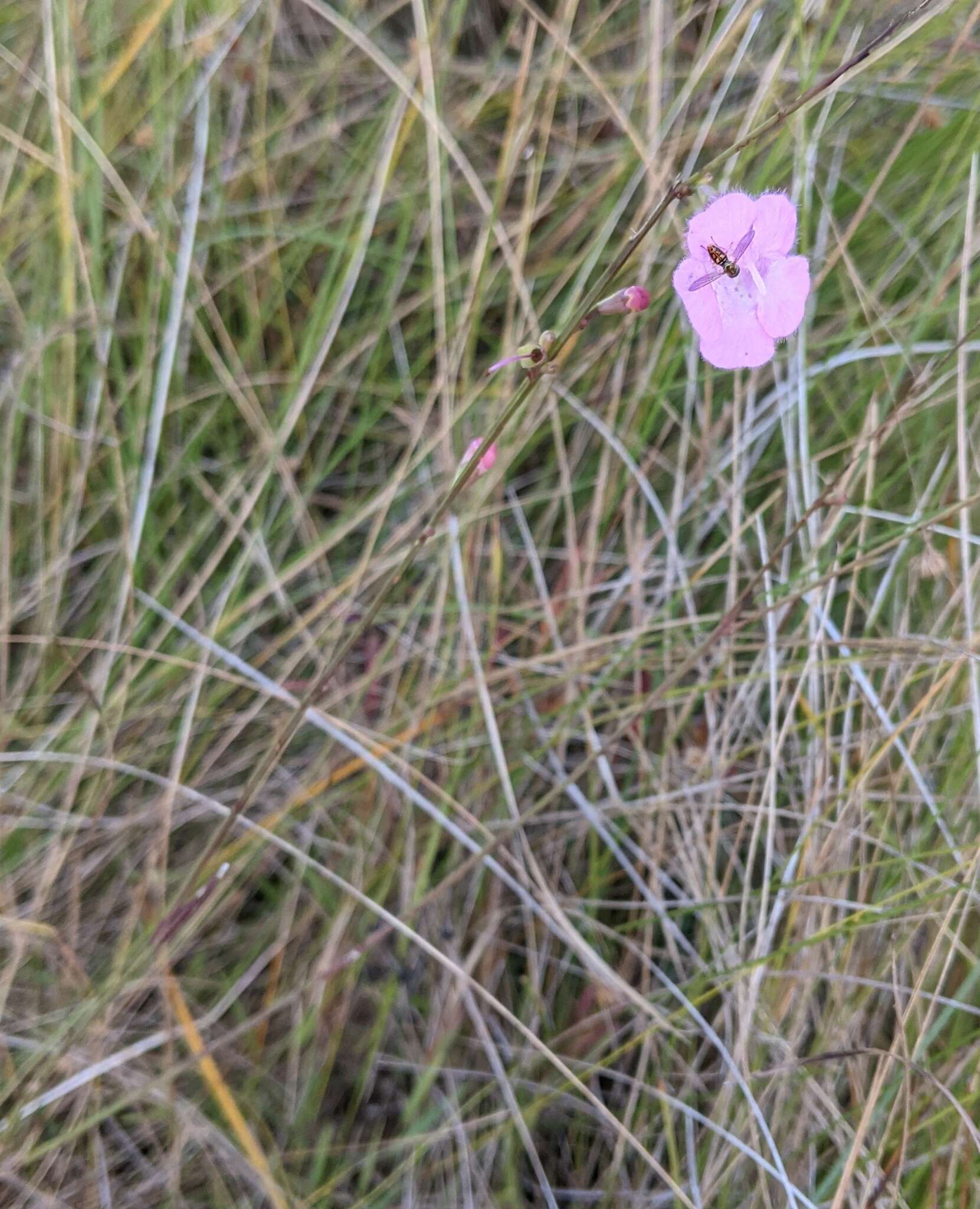 Image of Scale-Leaf False Foxglove