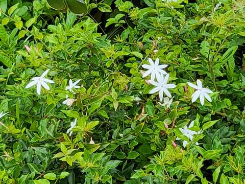 Image de Jasminum multiflorum (Burm. fil.) Andrews