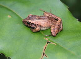 Image of Berkenbusch's Robber Frog