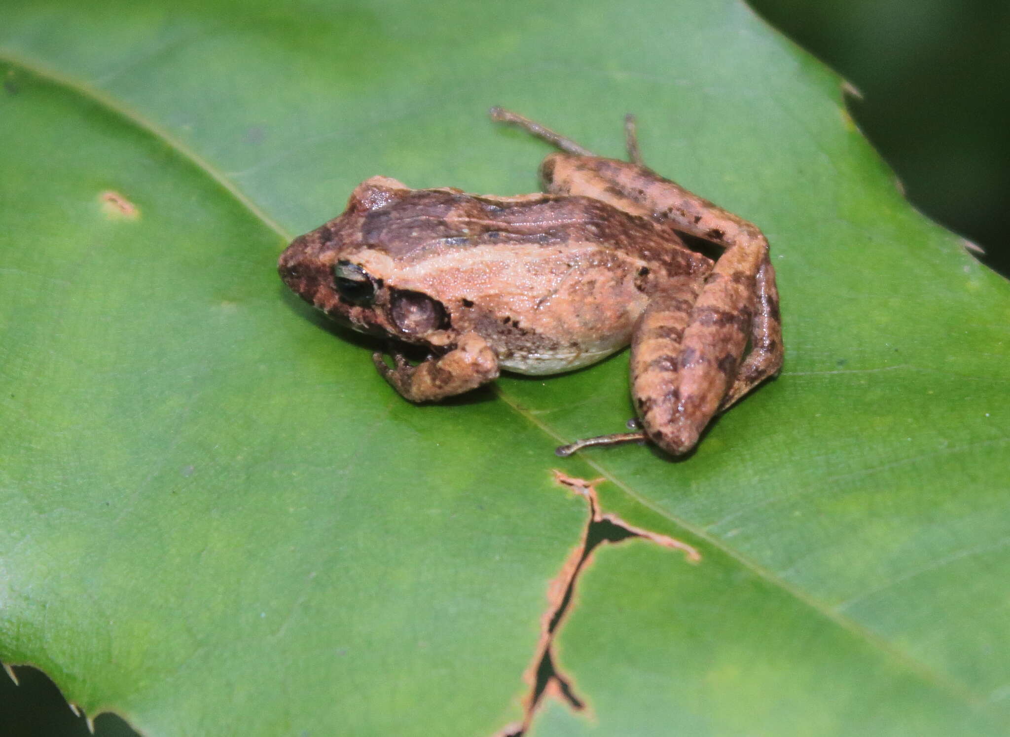 Image of Berkenbusch's Robber Frog