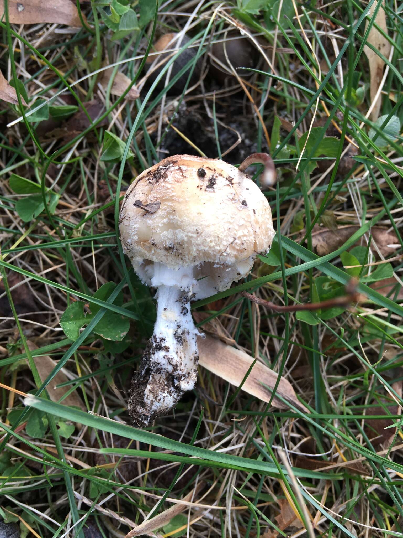 Image of Amanita crenulata Peck 1900