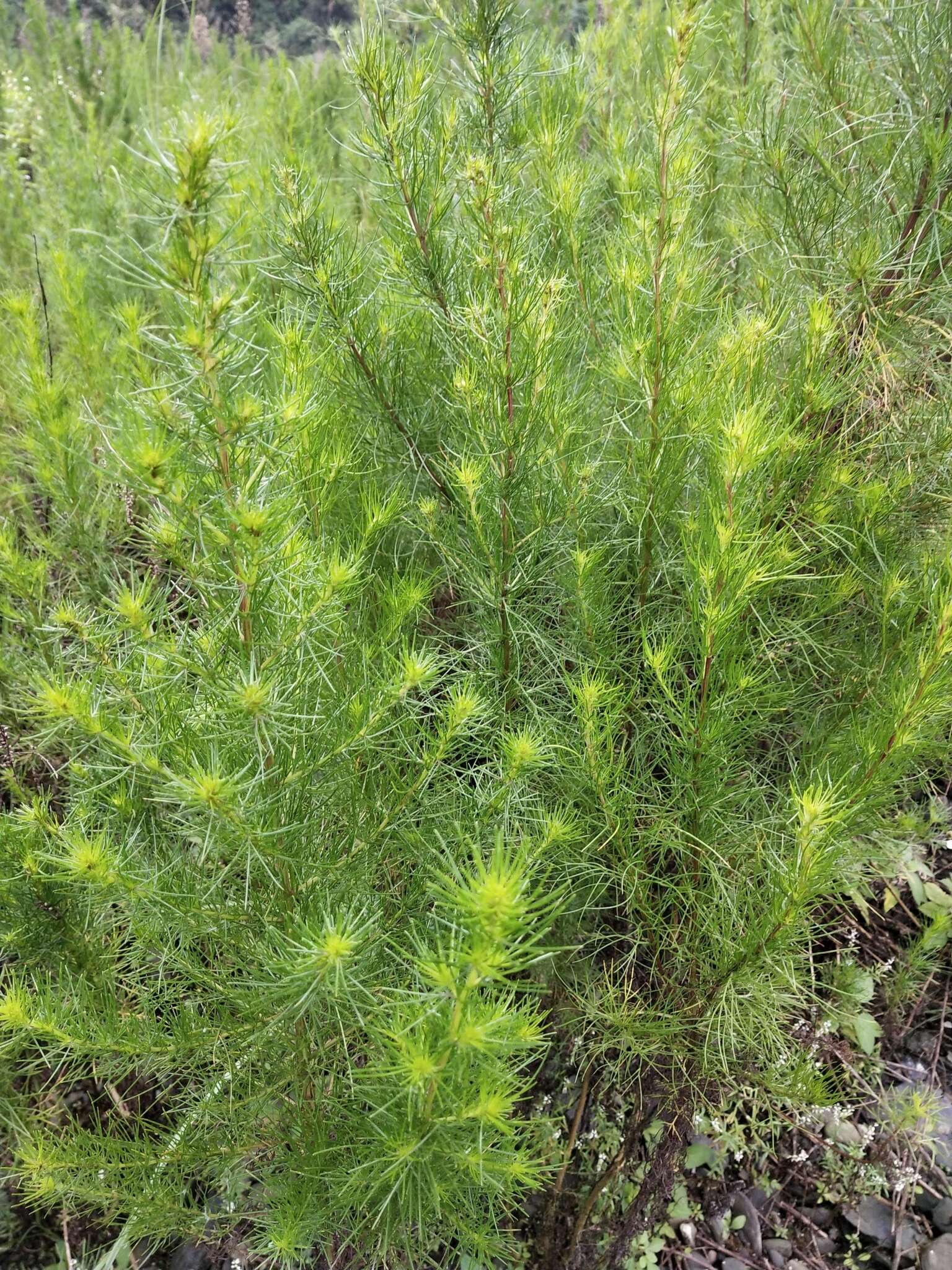 Image of Artemisia capillaris Thunb.