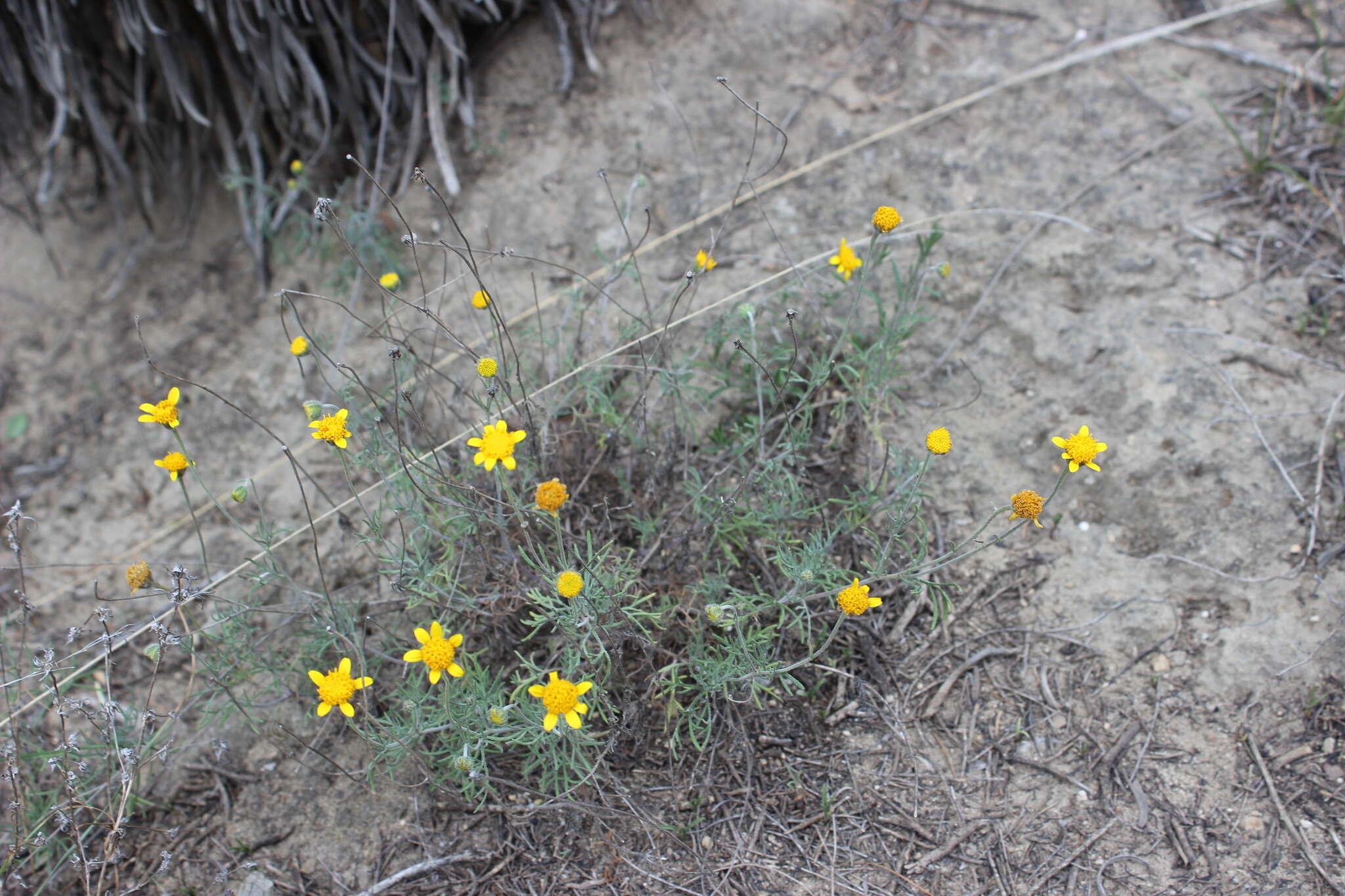 Image of Picradeniopsis pringlei (Greenm.) B. G. Baldwin