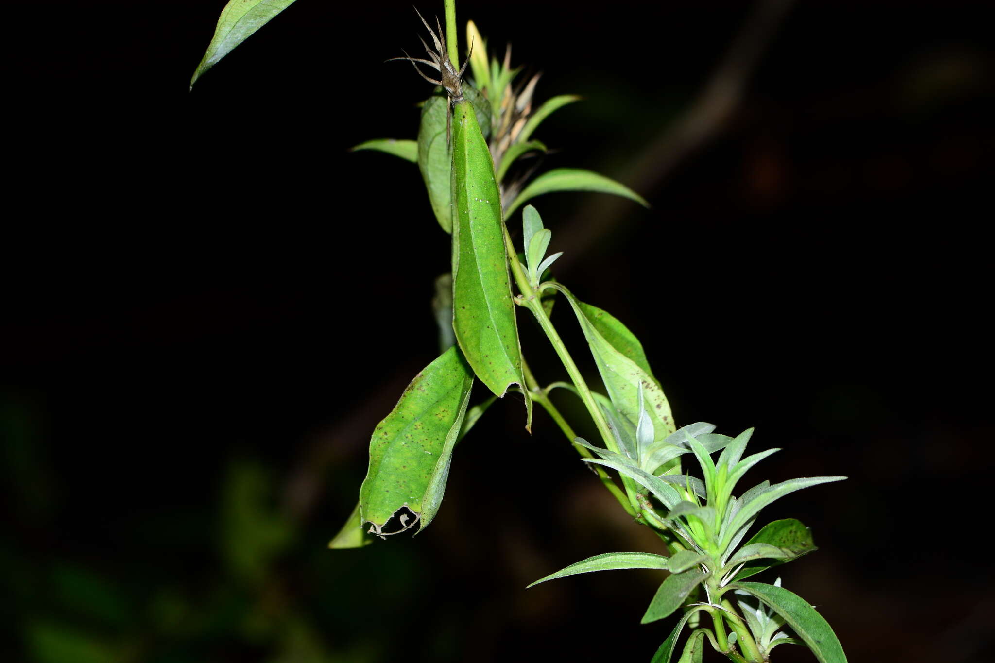 Image of porcupine flower