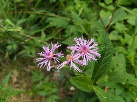 Vernonia greggii A. Gray resmi