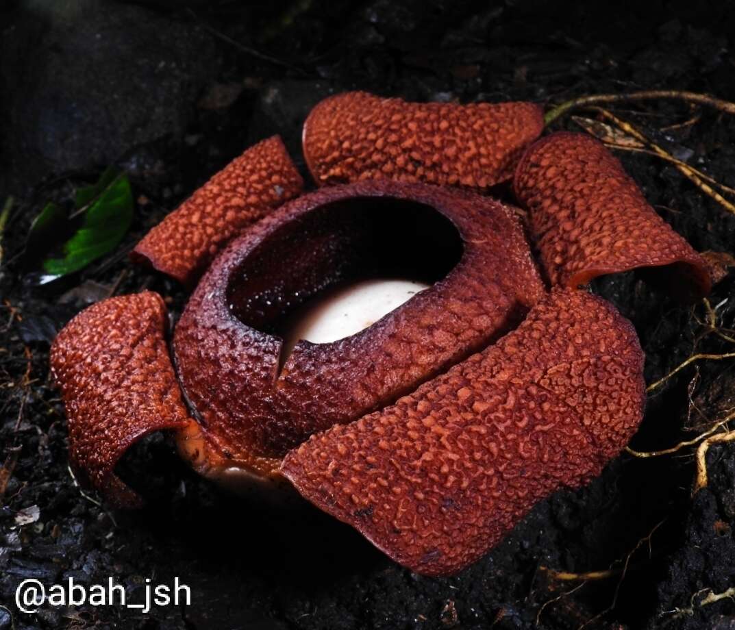 Image of Rafflesia rochussenii Teysm. & Binn.