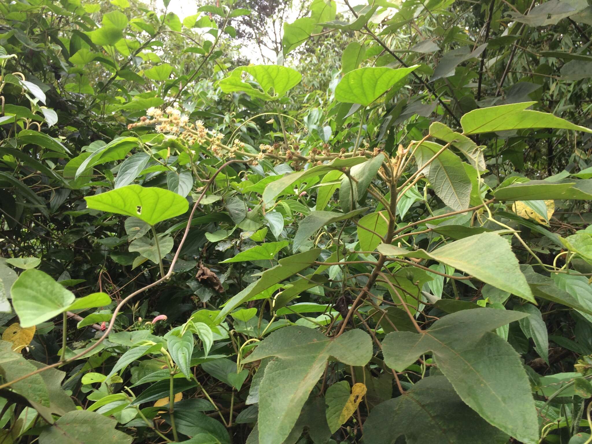 Image of Croton gossypiifolius Vahl