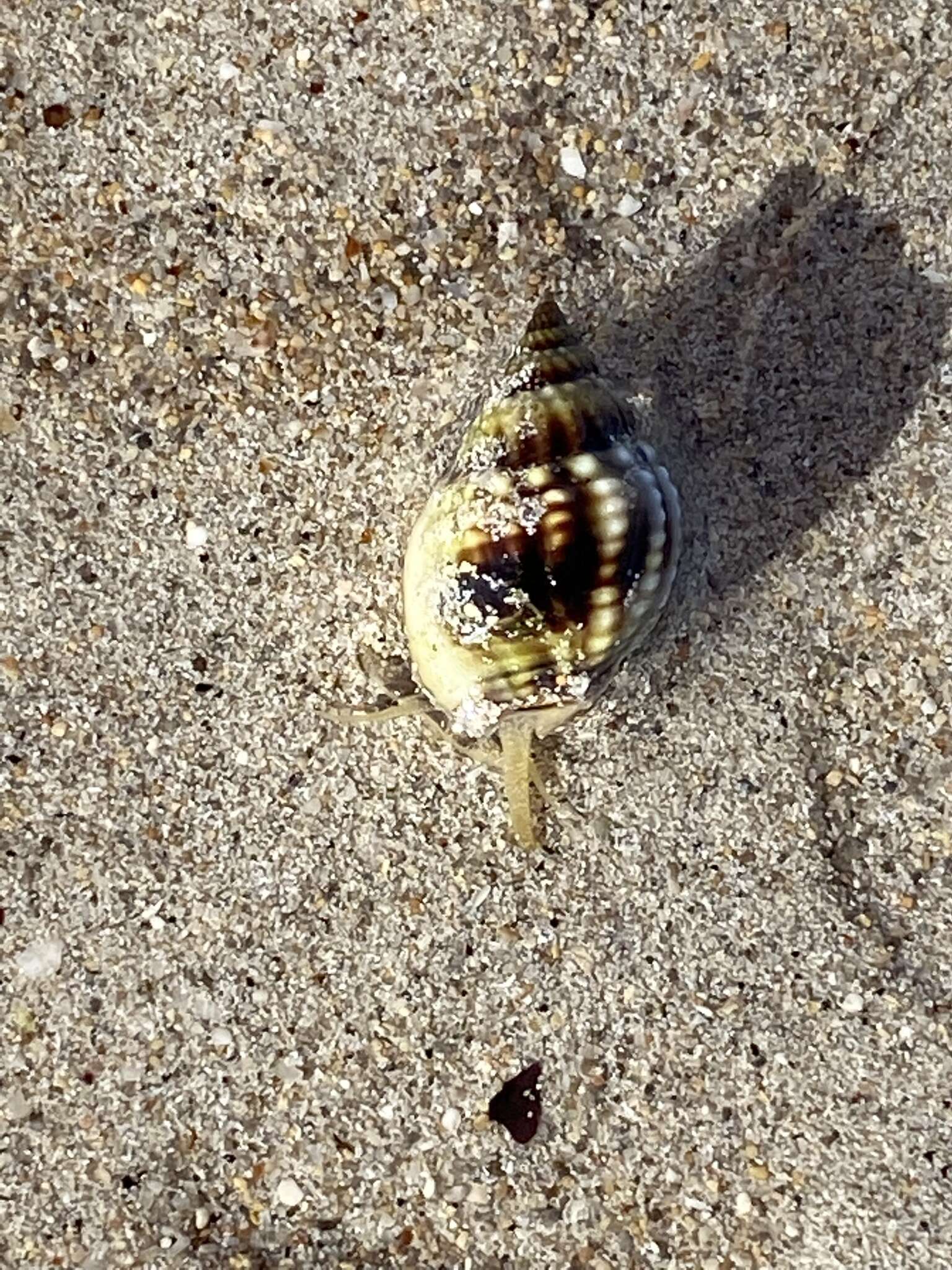 Image of Nassarius pauperatus (Lamarck 1822)