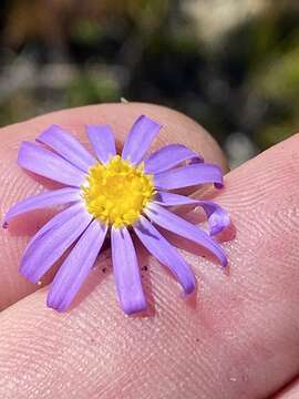 Image of Zyrphelis ciliaris (DC.) Zinnecker