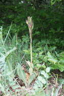 Image of Komper's Orchid