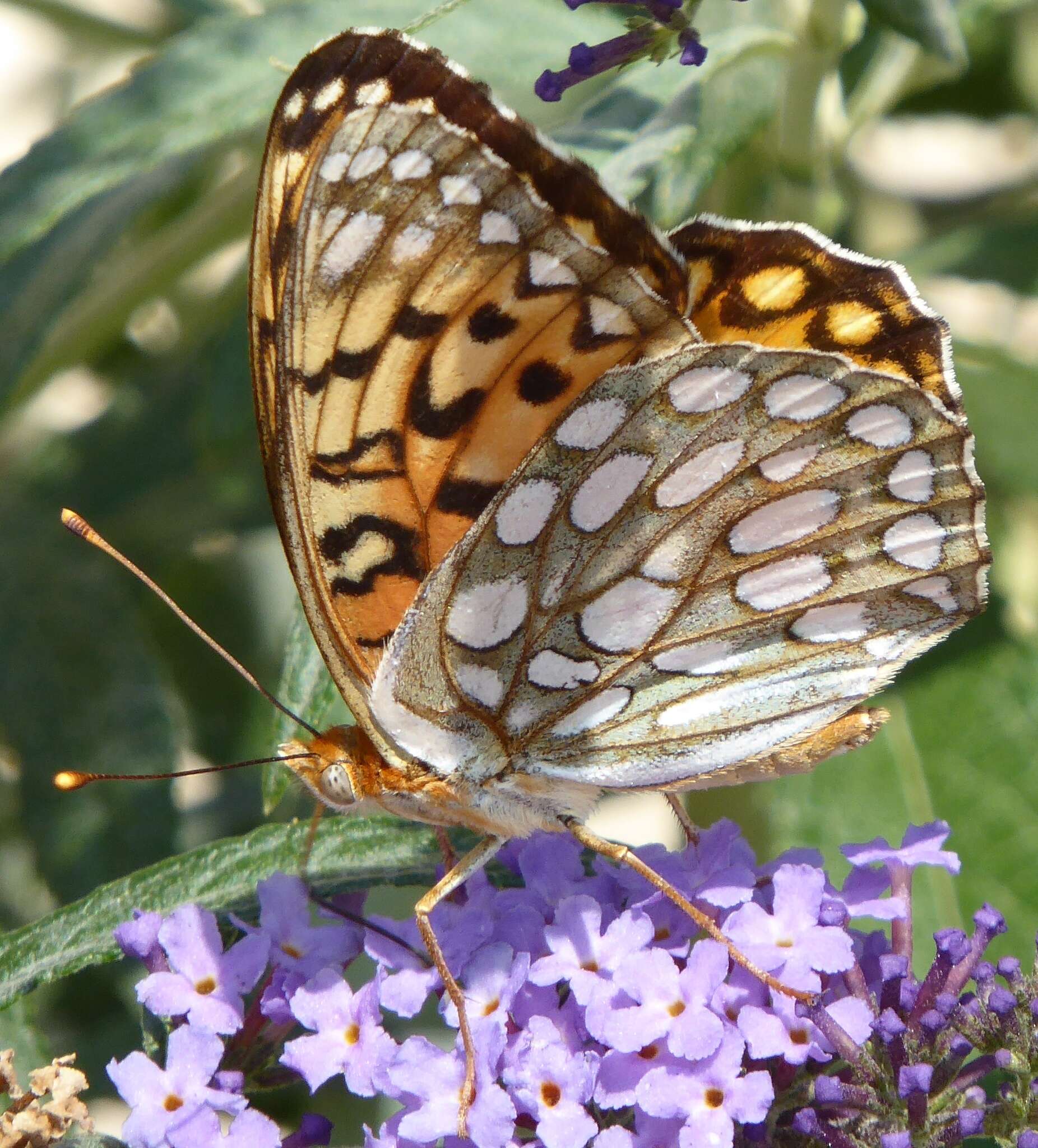 Image of Edwards' Fritillary