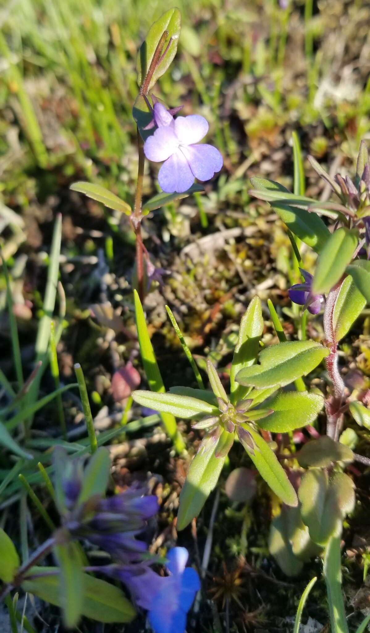 Sivun Collinsia grandiflora Dougl. ex Lindl. kuva