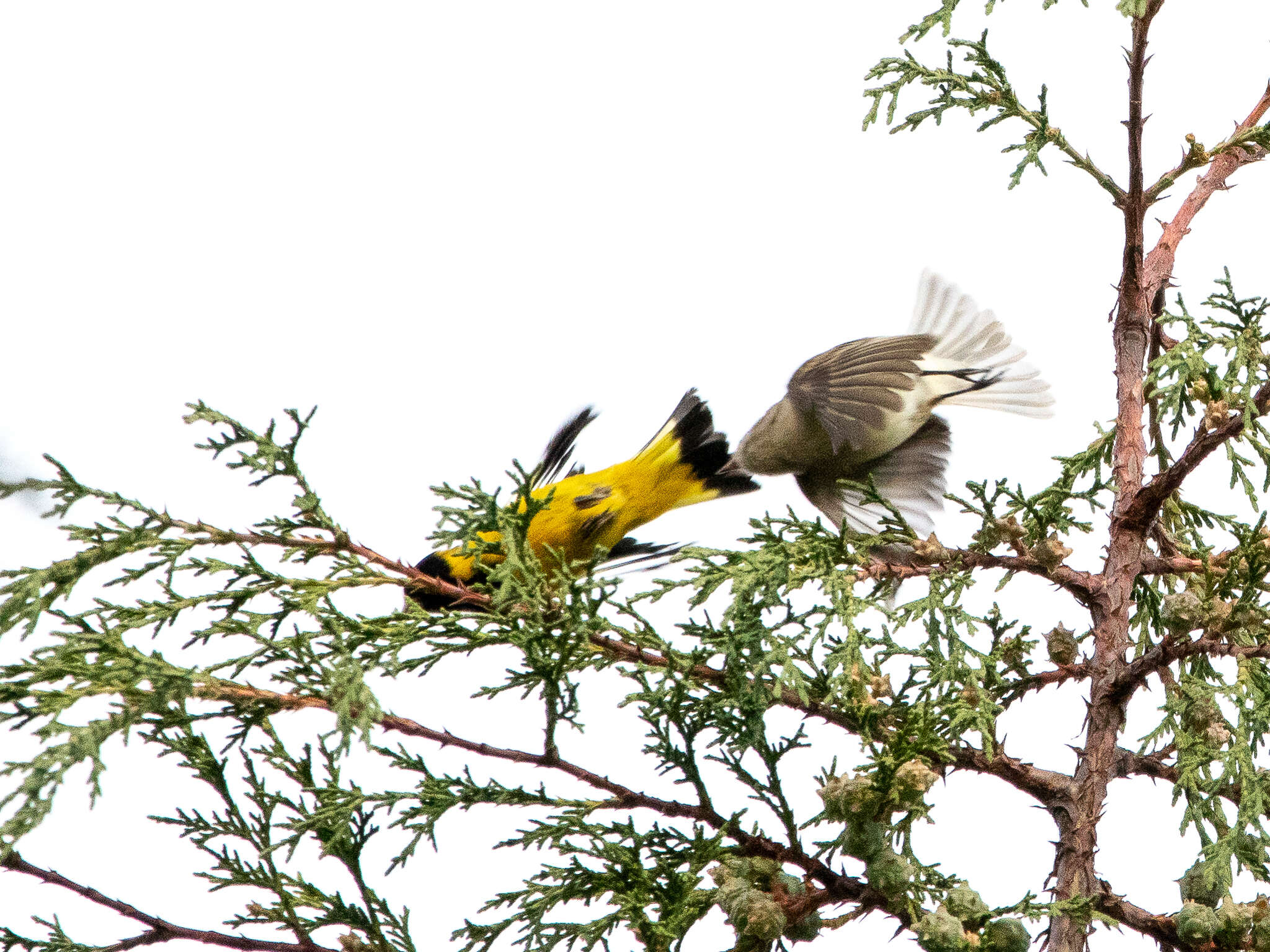 Image of Black-headed Siskin