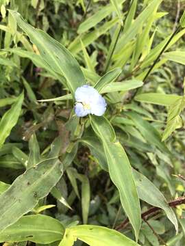 Слика од Commelina virginica L.