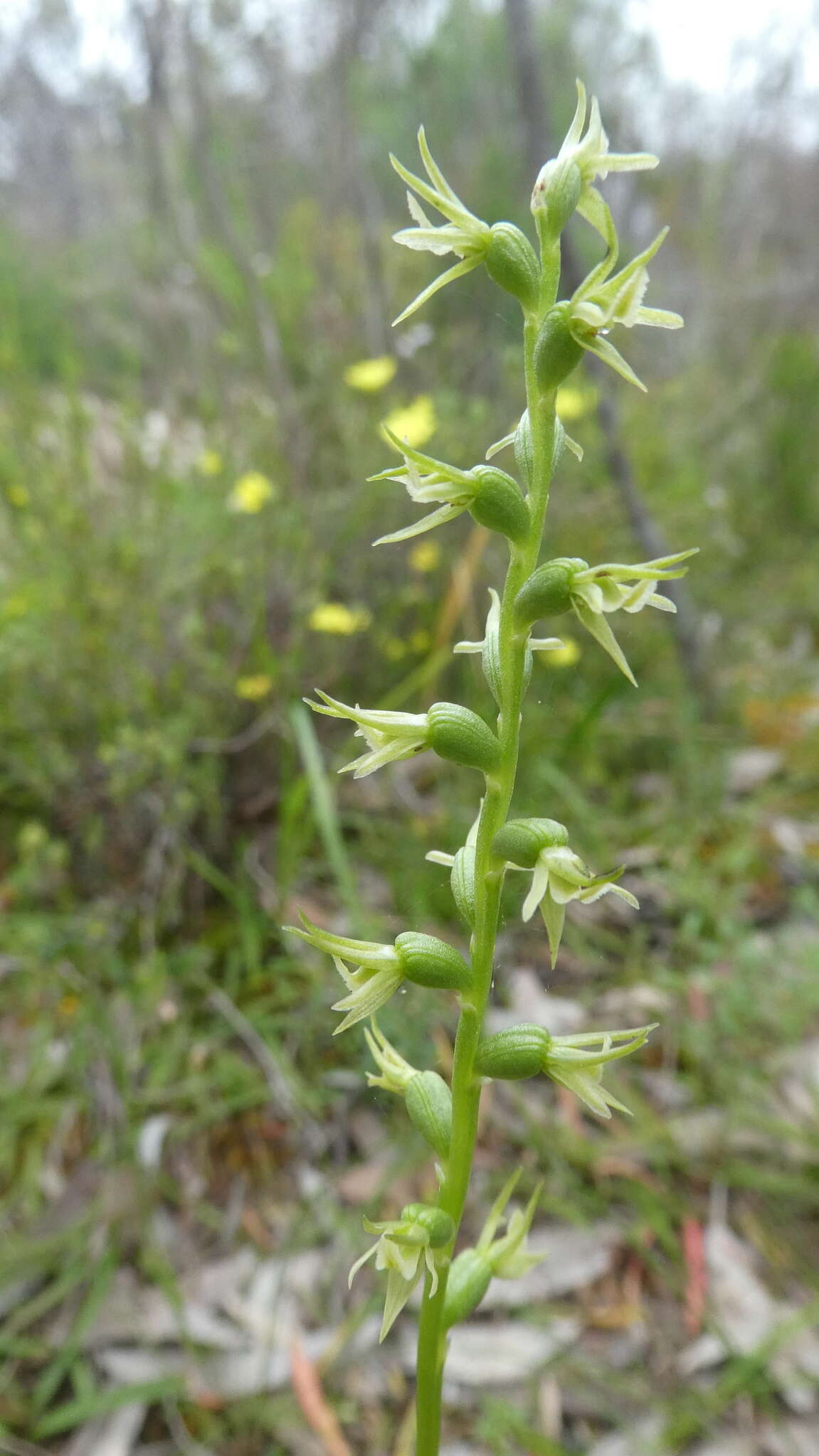 Image of Prasophyllum pallidum Nicholls