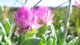 Image de Helichrysum ecklonis Sond.