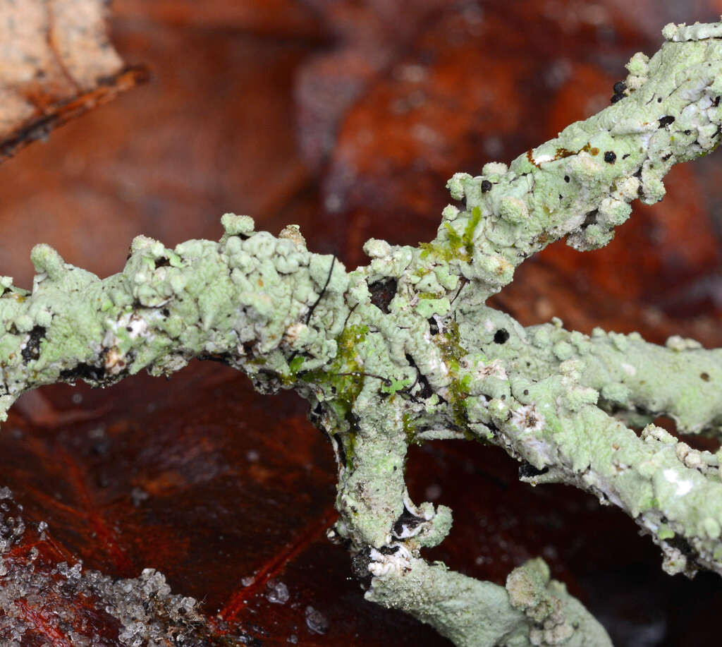 Image de Canoparmelia cryptochlorophaea (Hale) Elix & Hale