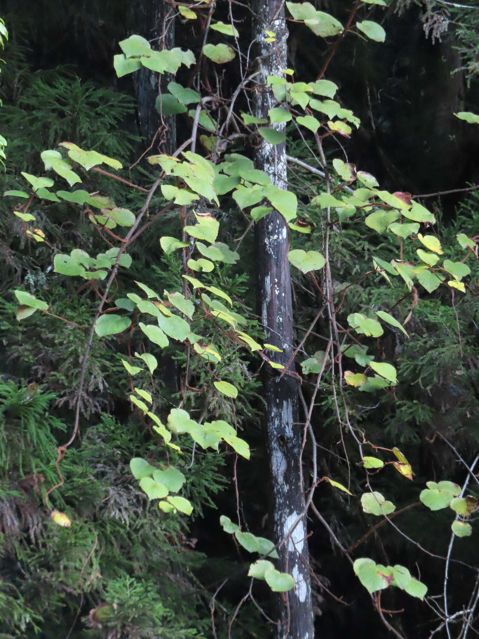 Image of Actinidia chinensis var. setosa H. L. Li