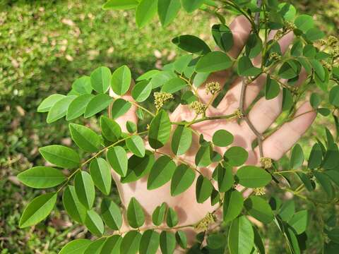 Sivun Dalbergia frutescens (Vell.) Britton kuva