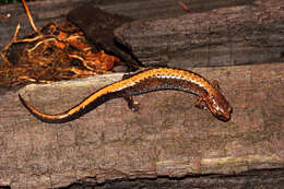 Image of Southern Redback Salamander