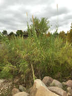 صورة Arundo donax L.