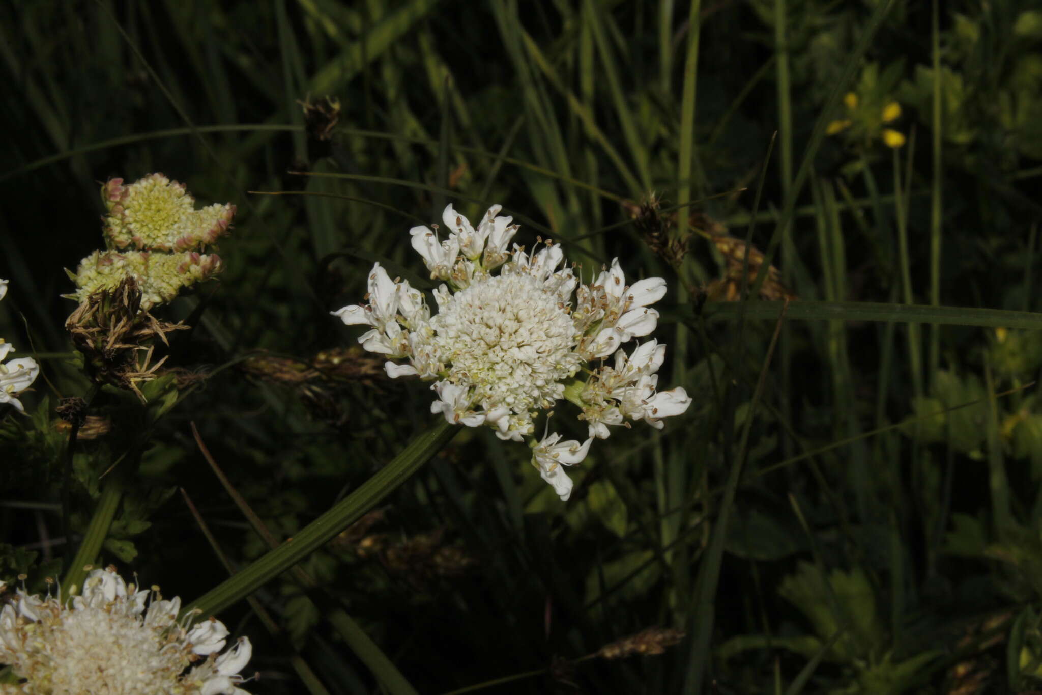 Imagem de Oenanthe pimpinelloides L.