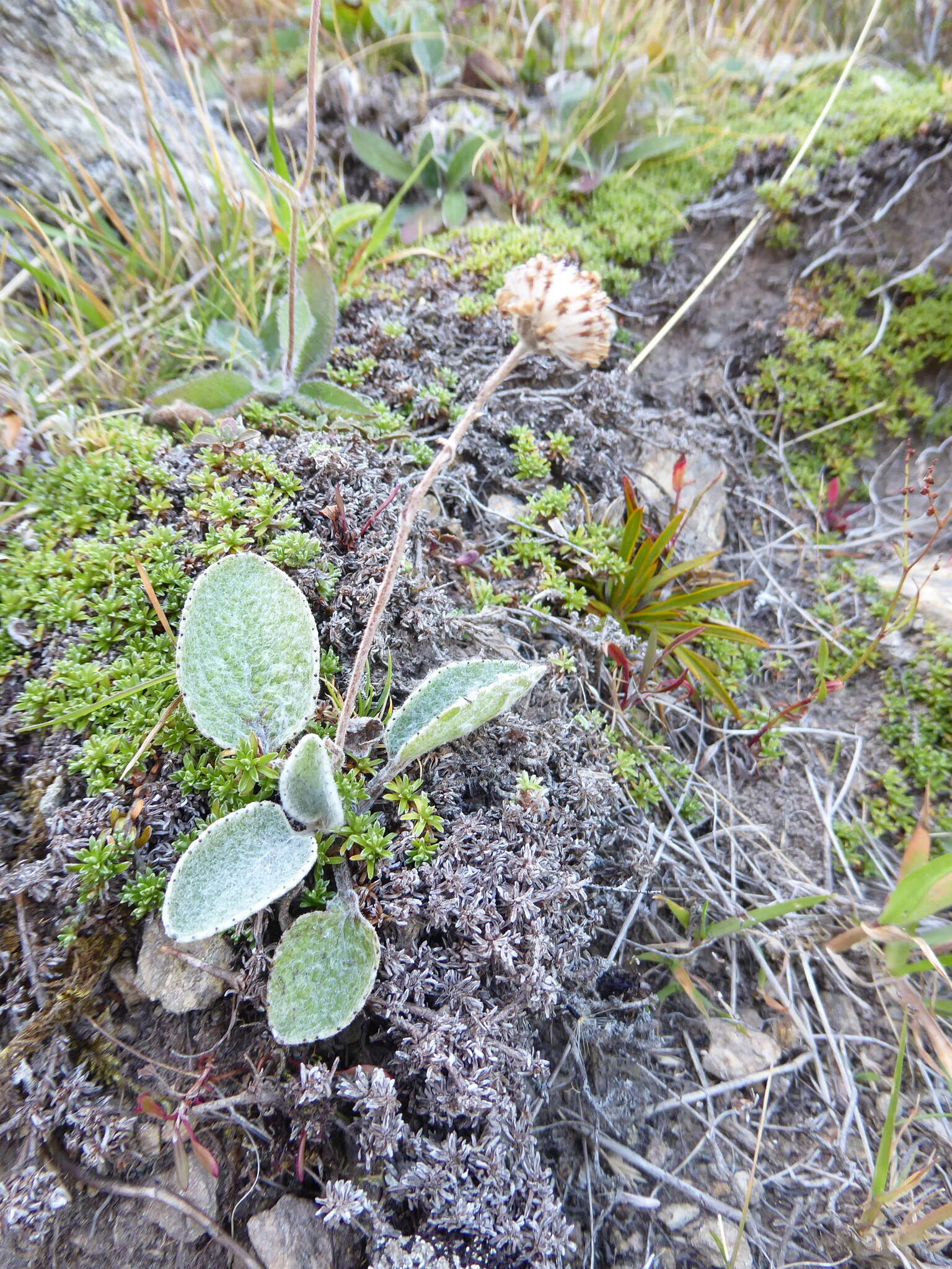 Image of Brachyglottis haastii (Hook. fil.) B. Nord.