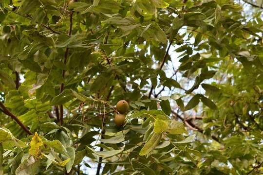 Image of Juglans olanchana Standl. & L. O. Williams