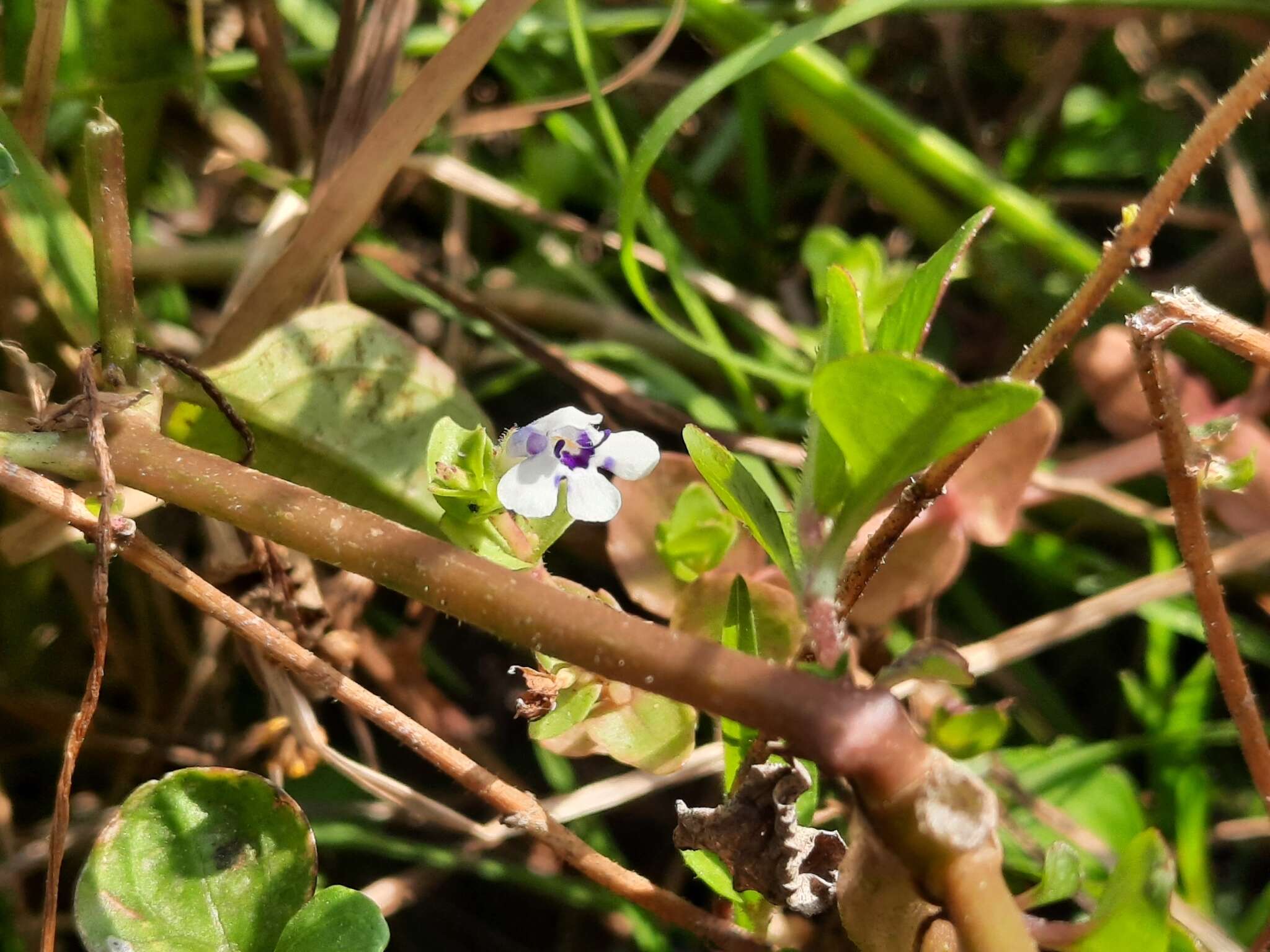 Image of Lindernia rotundifolia (L.) Alston