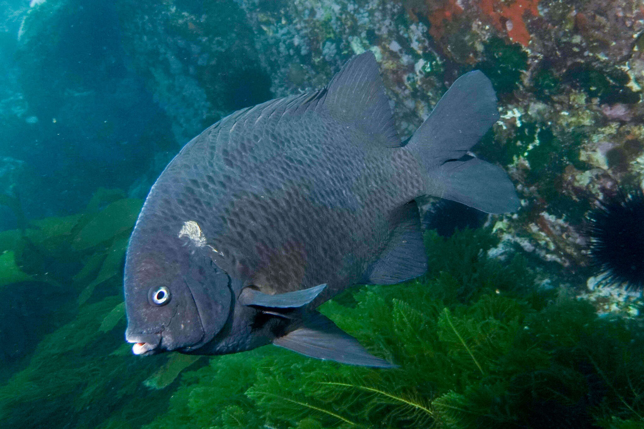 Image of New Zealand black angelfish