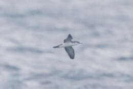 Image of Audubon's Shearwater