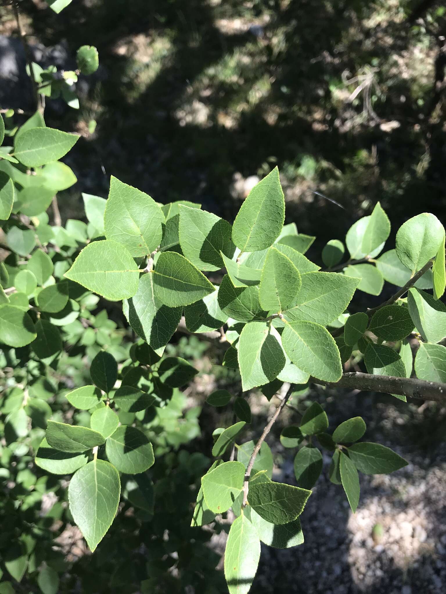 Слика од Forestiera reticulata Torr.