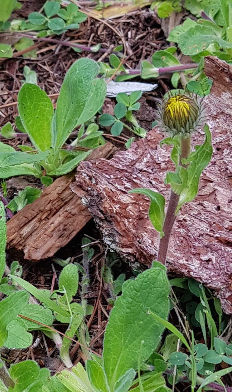 Imagem de Osbertia stolonifera (DC.) Greene