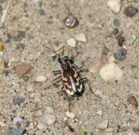 Image of Blowout tiger beetle