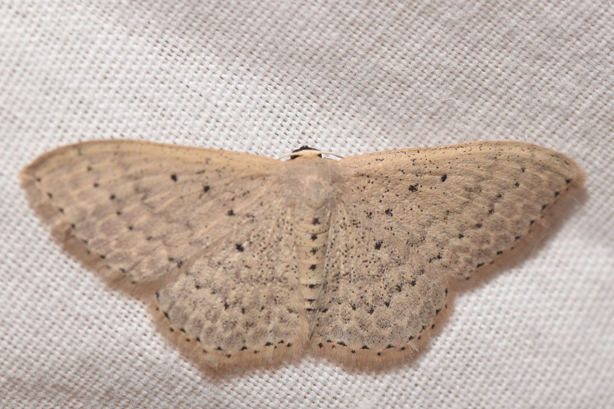 Image of Scopula sublinearia Walker 1866