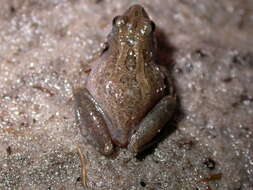 Image of Southern Chorus Frog