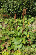 Image of Munk's rhubarb