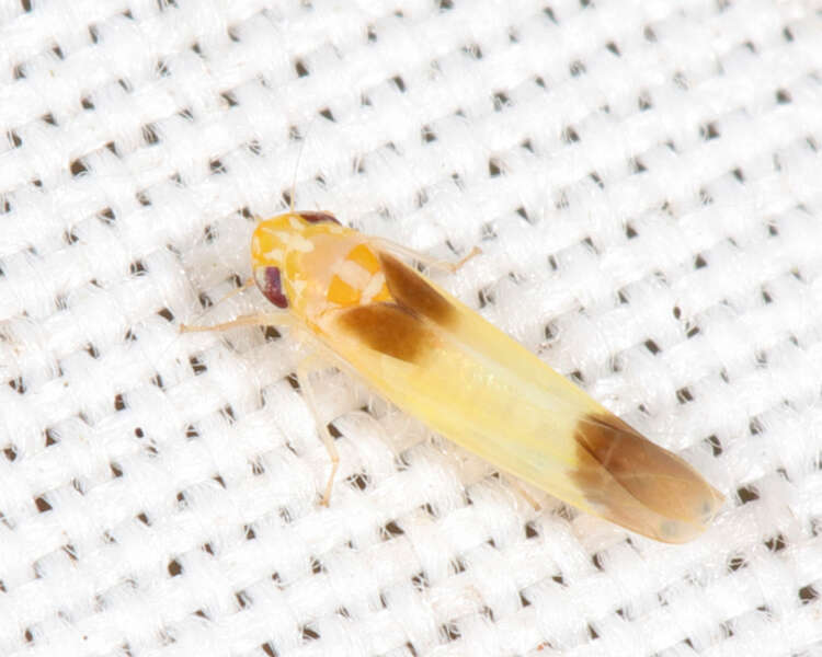Image of Empoasca (Empoasca) mira Knull 1951