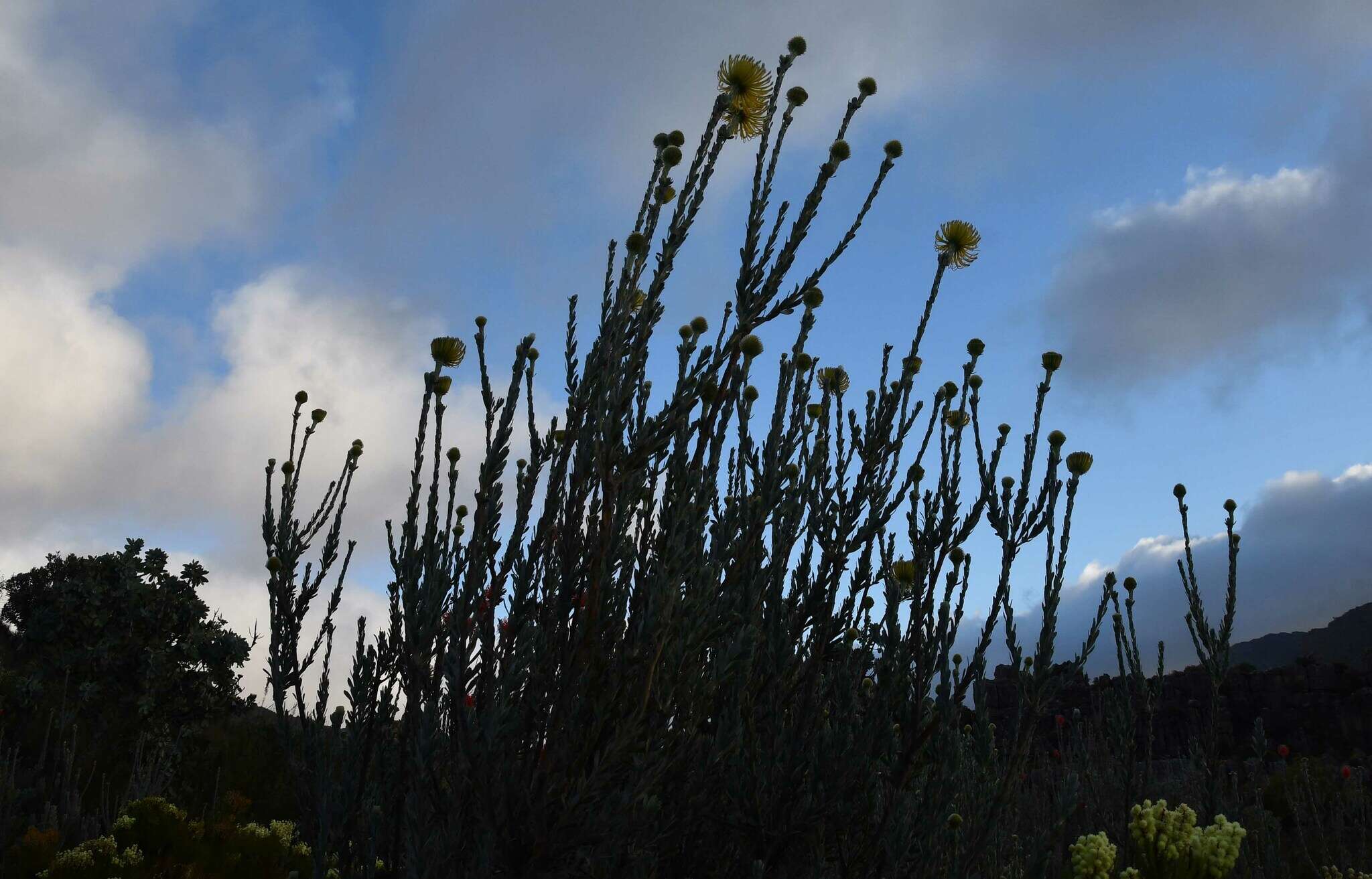 Image of Leucospermum reflexum var. luteum J. P. Rourke