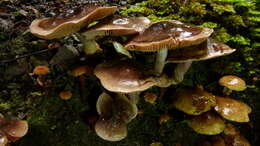 Image of Cortinarius dysodes Soop 2001