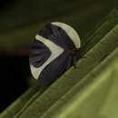 Image of Black-and-white treehopper