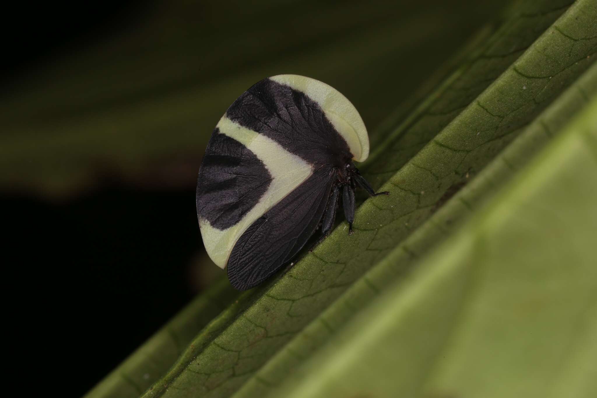 Image of Black-and-white treehopper