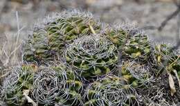 Image of Gymnocalycium mostii (Gürke) Britton & Rose