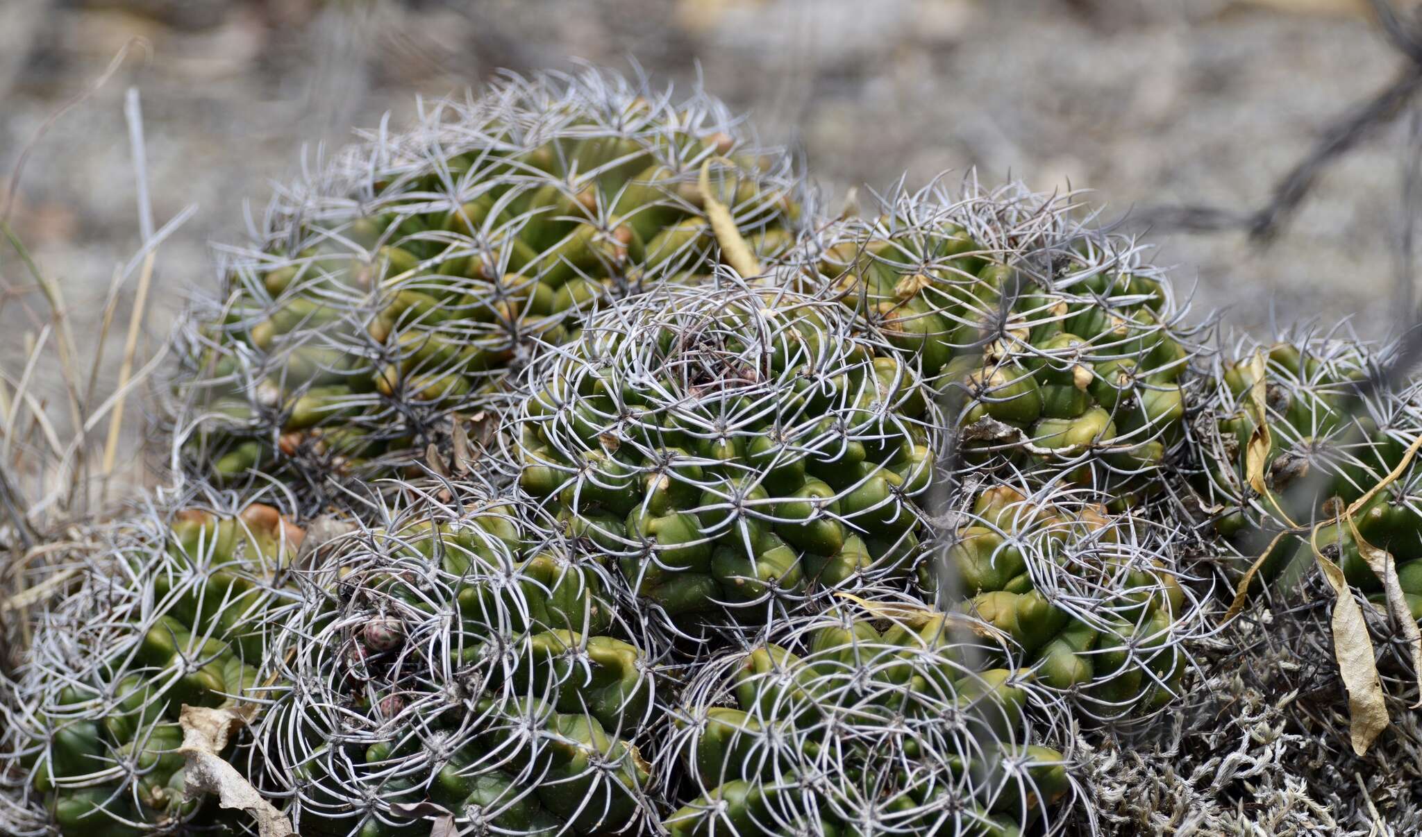 Image of Gymnocalycium mostii (Gürke) Britton & Rose