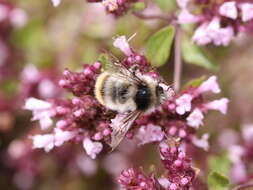 Image of Bombus formosellus (Frison 1934)