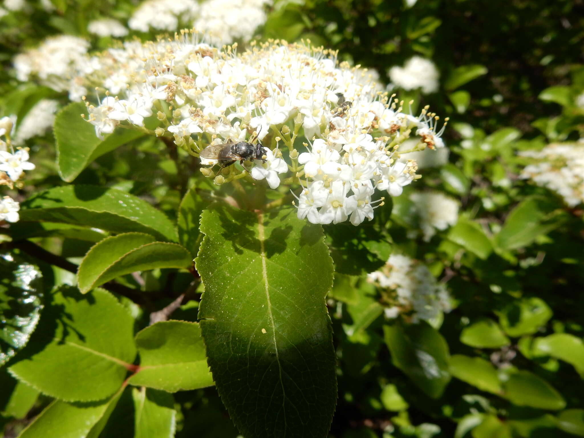 Imagem de Viburnum rufidulum Rafin.